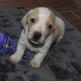 Girl 1 - female Dachshund puppy in Harvard, Illinois from Lori's Cavalier King Charles Spaniels & Dachshunds