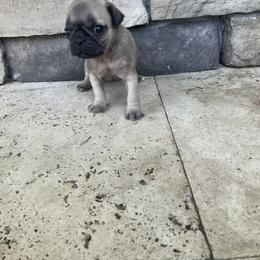 Boy 1 - Fawn male Pug puppy in Brooksville, Florida from Windsorsprings