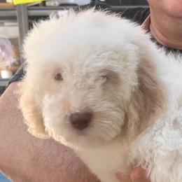 Cornbread - White male Lagotto Romagnolo puppy in Chicago, Illinois from Midwest Lagotto Romagnolo