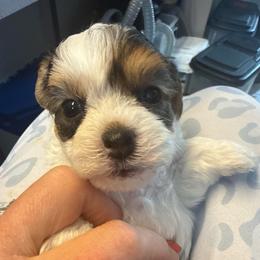 Reece - Tri-color female Yorkipoo puppy in Florence, Kentucky from 4paws4ever by Design