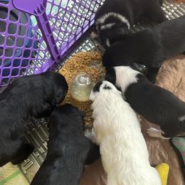 Sporty Mix Puppies from Seay's Sporty Mixes
