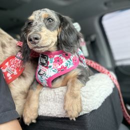 Dachshund and Pembroke Welsh Corgi Puppies from Three K Miniature Dachshunds