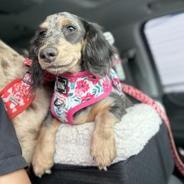 Dachshund and Pembroke Welsh Corgi Puppies from Three K Miniature Dachshunds
