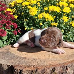Boy 5 - male German Shorthaired Pointer puppy in Potosi, Wisconsin from Point and Flush Gun Dogs