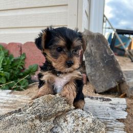 Li'l Pistol - Black and gold female Yorkshire Terrier puppy in Sacramento County, California from WiseGuys Love Yorkies