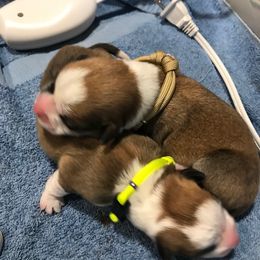 Pembroke Welsh Corgi Puppies from Silver Mae Kennel