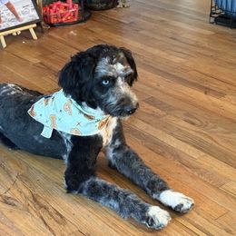 Bronco - Aussiedoodle