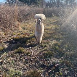 Poodle Puppies from Cedar Cove Standard Poodles