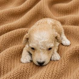 Mollie - Apricot female Goldendoodle puppy in Sacramento, California from Little legacy doodles