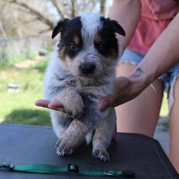 Ares - Blue male Australian Cattle Dog puppy in Colbert, Oklahoma from LoveAHeeler
