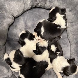 Boy 1 - Black and white male Shih Tzu puppy in West Palm Beach, Florida from Must Be Love