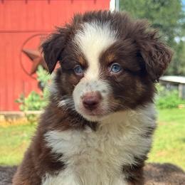 Boy 3 - Red tri male Miniature Australian Shepherd puppy in Williamson County, Texas from Raising Star Ranch Toy and Mini Aussies