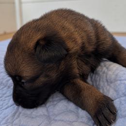 Sable Girl (Available) - Fawn sable female Belgian Malinois puppy in Dallas, Texas from Kaizen Ruach Malinois