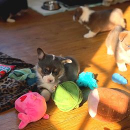 French Bulldog and Pembroke Welsh Corgi Puppies from Burn 3 Farms