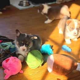 French Bulldog and Pembroke Welsh Corgi Puppies from Burn 3 Farms