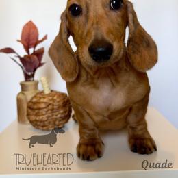 Quade - Brindle male Dachshund puppy in Royse City, Texas from Truehearted Miniature Dachshunds
