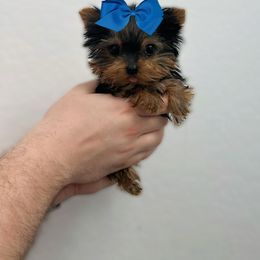 Yorkshire Terrier Puppies from Enchanted Yorkies