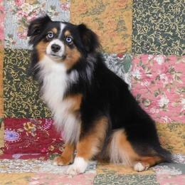 Cupid - Toy Australian Shepherd