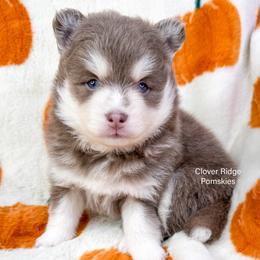 Roswell - Lavender female Pomsky puppy in Sheffield, Iowa from Clover Ridge Pomskies