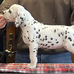 Dasher (pink) - Dalmatian puppy in Acampo, California from Gateway Farm Dalmatians