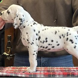 Dasher (pink) - Dalmatian puppy in Acampo, California from Gateway Farm Dalmatians