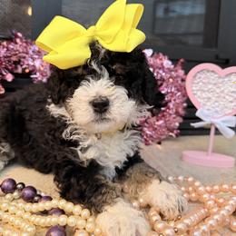 Female 3 - Tri-color female Bernedoodle puppy in Wytheville, Virginia from Pine Brook Pups