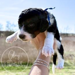 Blue - Tri-color male Bernedoodle puppy in Rockwall, Texas from Glory Doodles