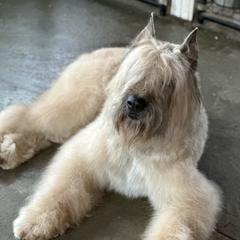 Ludo - Bouvier des Flandres