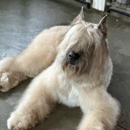 Ludo - Bouvier des Flandres