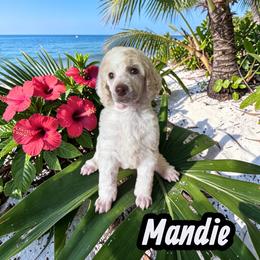 Mandie - Parti female Poodle puppy in Port Orange, Florida from Daytona’s Standard Poodles