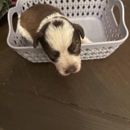 Mark - Parti male Miniature Schnauzer puppy in Hemet, California from Feshia's Miniature Schnauzers