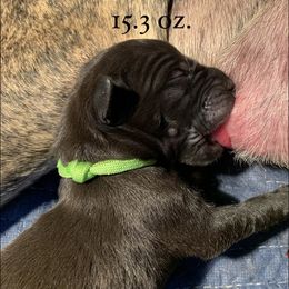 Great Dane Puppies from Taylor's Tails of Joy