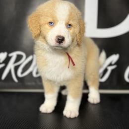 WINCHESTER - Red male Bernedoodle puppy in Corpus Christi, Texas from The Henke Doodles