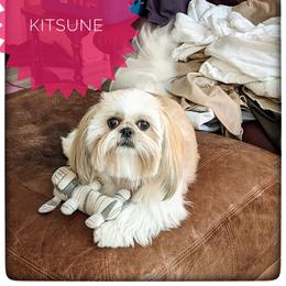 Kitsune  - Shih Tzu