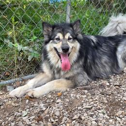 Star - Agouti and white female Alaskan Malamute puppy in Kingston, Tennessee from North Shore Alaskan Malamutes
