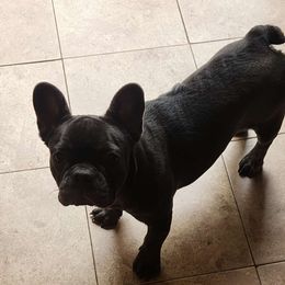 Dior - Blue fawn French Bulldog puppy in Bolingbrook, Illinois from Taylor-Made Luxury Kennels