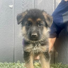 Huckleberry- purple collar - Black and red female German Shepherd puppy in Ronan, Montana from Semper Fi K9 Montana