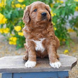 Bernedoodle and Goldendoodle Puppies from Sun Valley Goldendoodles