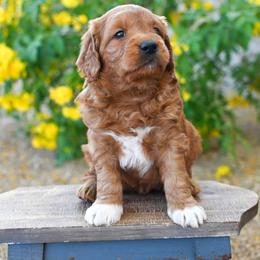 Bernedoodle and Goldendoodle Puppies from Sun Valley Goldendoodles