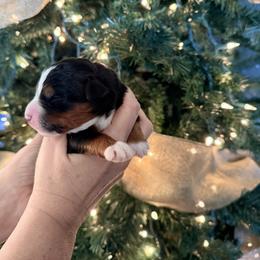 Red girl - Tri-color female Bernedoodle puppy in Temperance, Michigan from Michigans Bernedoodle’s