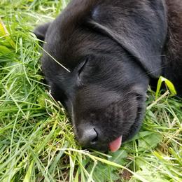 Labrador Retriever Puppies from Copper Creek Outfitters and Kennel