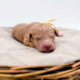Star - Apricot female Goldendoodle puppy in North Carolina from Tuxedo Mountain Doodles
