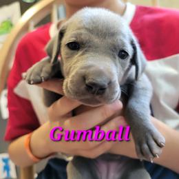 Gumball - Blue female Weimaraner puppy in Kingwood, Texas from Desert Rose Weimaraners