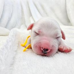 Yellow - White and black female Dalmatian puppy in Gray, Georgia from Fuller Spots