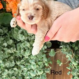 Solomon (red) - Buff male Cockapoo puppy in Denver, Pennsylvania from Greenview Puppies