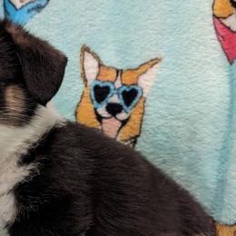 Boy 2 - Pembroke Welsh Corgi puppy in Virginia Beach, Virginia from Virginia Beach Corgis