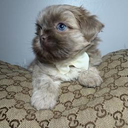 Cartier - Lilac male Shih Tzu puppy in Coolidge, Arizona from Shih Tzu’s  ‘N’ Love