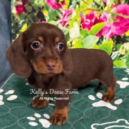 Chocolate and Tan Soft Wire Female Yellow Collar - Chocolate and tan female Dachshund puppy in Cleveland, Tennessee from Kelly's Doxie Farm