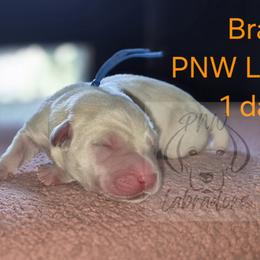 Bradley - Yellow male Labrador Retriever puppy in Rogue River, Oregon from PNW Labradors