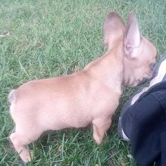 French Bulldogs from Sherry's Frenchies